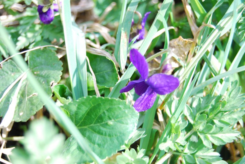 violettes01